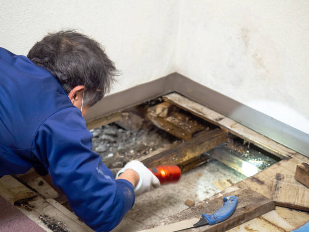 Best Local Mold Removal Service  in Center Point, NM