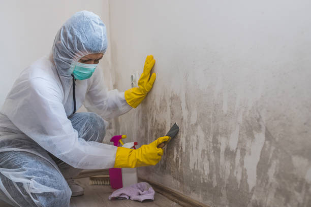 Best Mold Damage Repair  in Center Point, NM