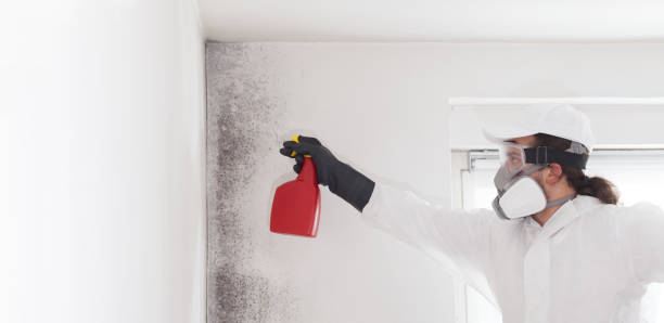 Best Fast Mold Removal  in Center Point, NM