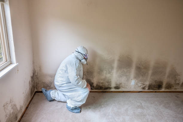 Best Home Mold Removal  in Center Point, NM