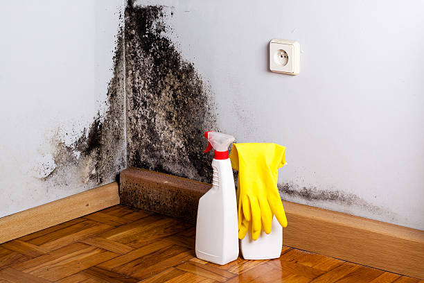 Mold Removal Process in Center Point, NM
